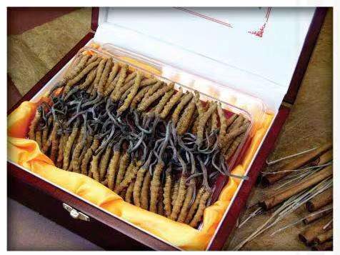 阳东冬虫夏草回收